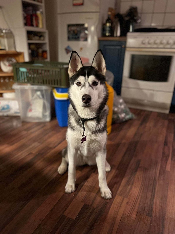 Sibirien Husky , hund, 3 år