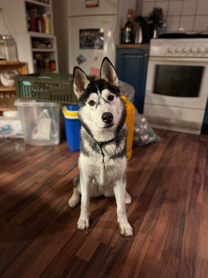 Sibirien Husky , hund, 3 år