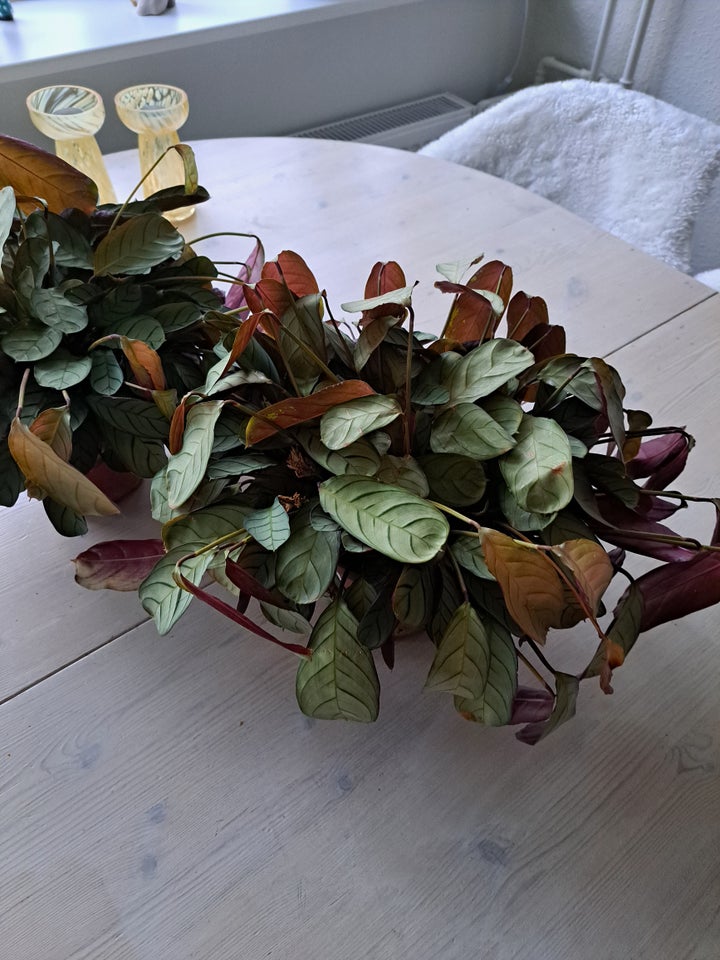 Grøn plante Ctenanthe Amagris