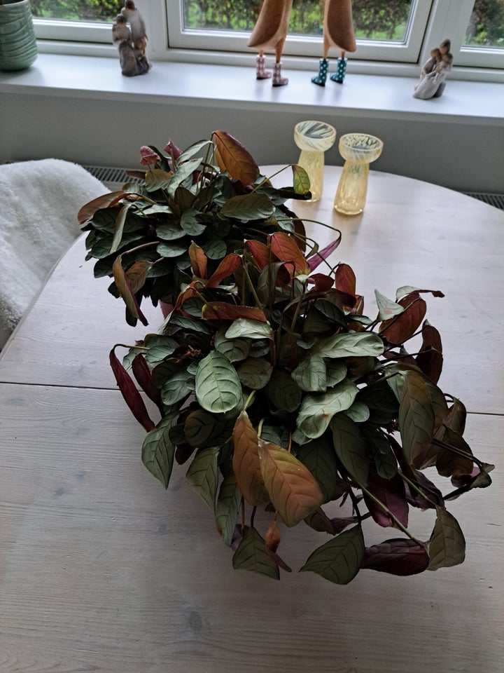 Grøn plante Ctenanthe Amagris