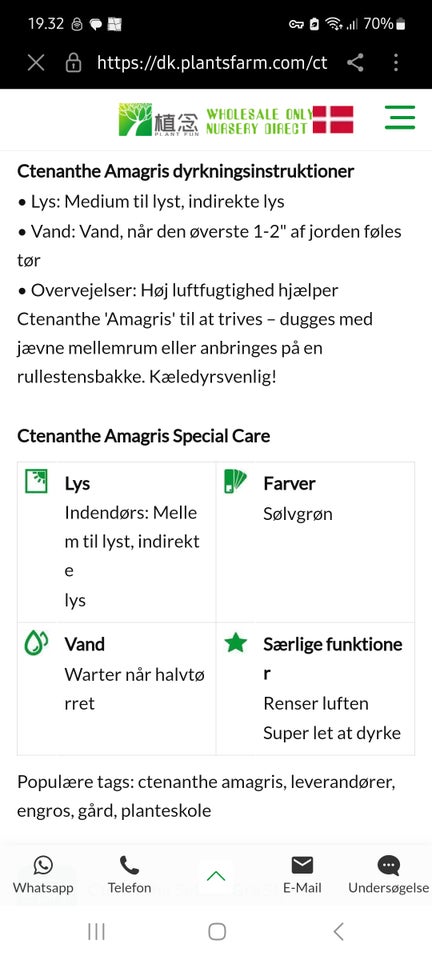 Grøn plante Ctenanthe Amagris