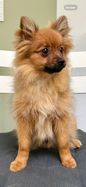 Ægte Pomeranian hvalpe 5 mdr