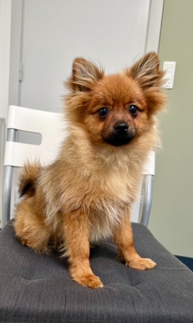 Ægte Pomeranian hvalpe 5 mdr