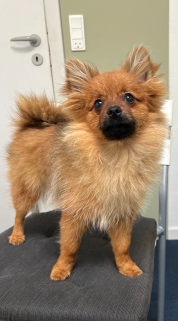 Ægte Pomeranian hvalpe 5 mdr