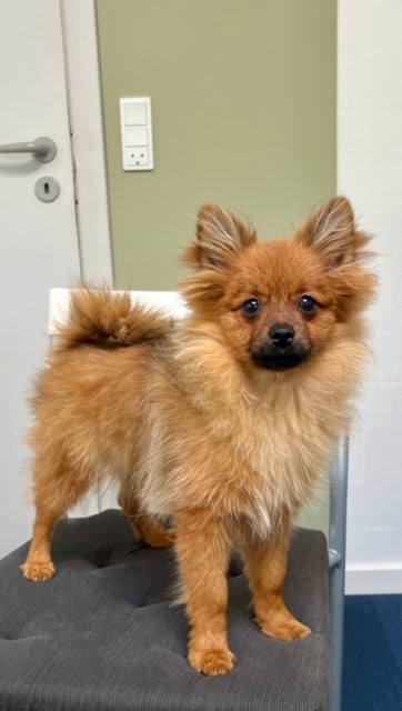 Ægte Pomeranian hvalpe 5 mdr