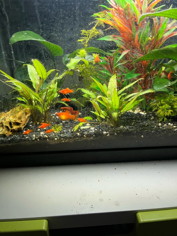 Orange platy 6 stk