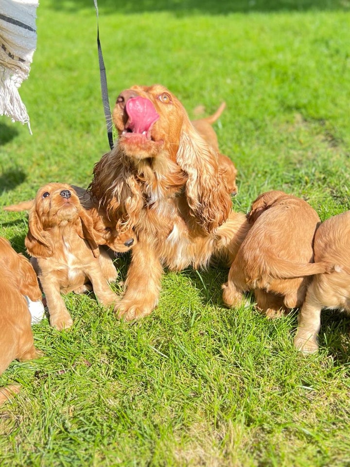 Engelsk Cocker Spaniel hvalpe 8