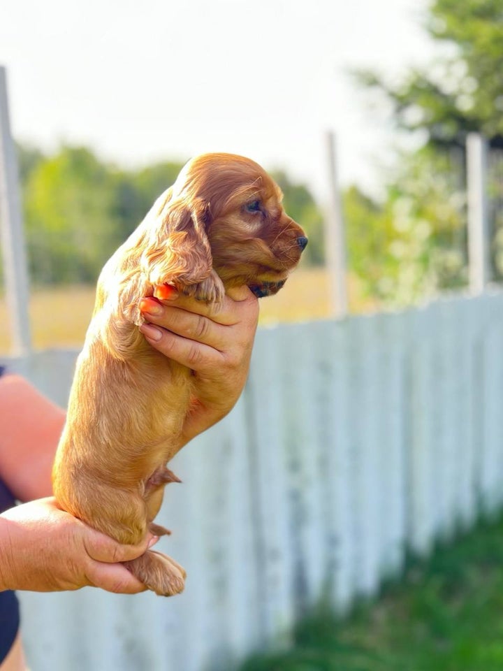 Engelsk Cocker Spaniel hvalpe 8