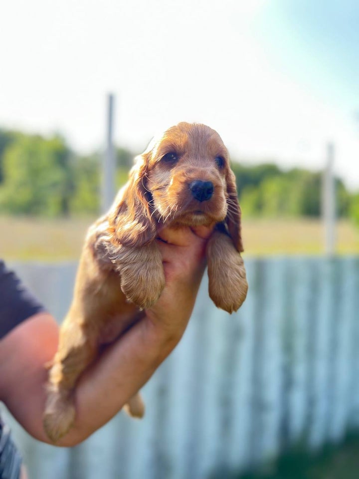 Engelsk Cocker Spaniel hvalpe 8