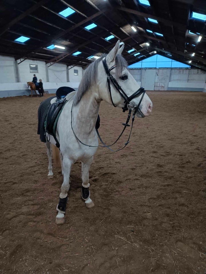 Dansk Sports Pony (DSP) vallak 7