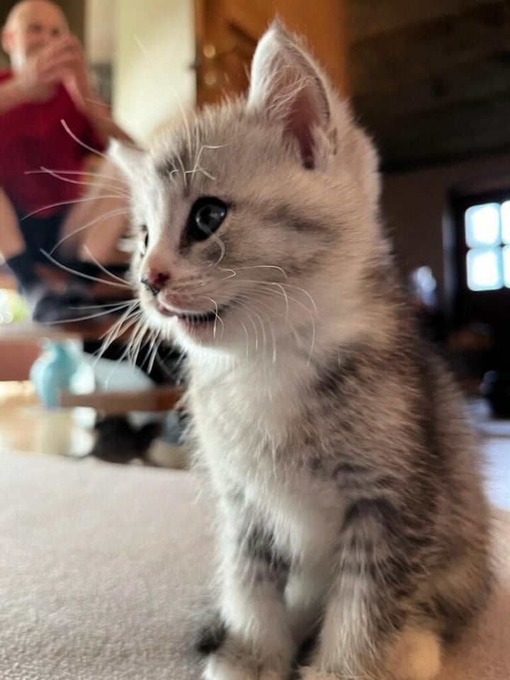 Hankilling British longhair og