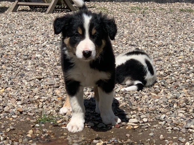 Stambogsførte Border Collie