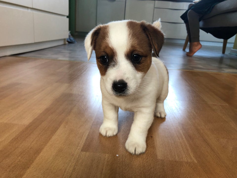 Jack russell terrier flere