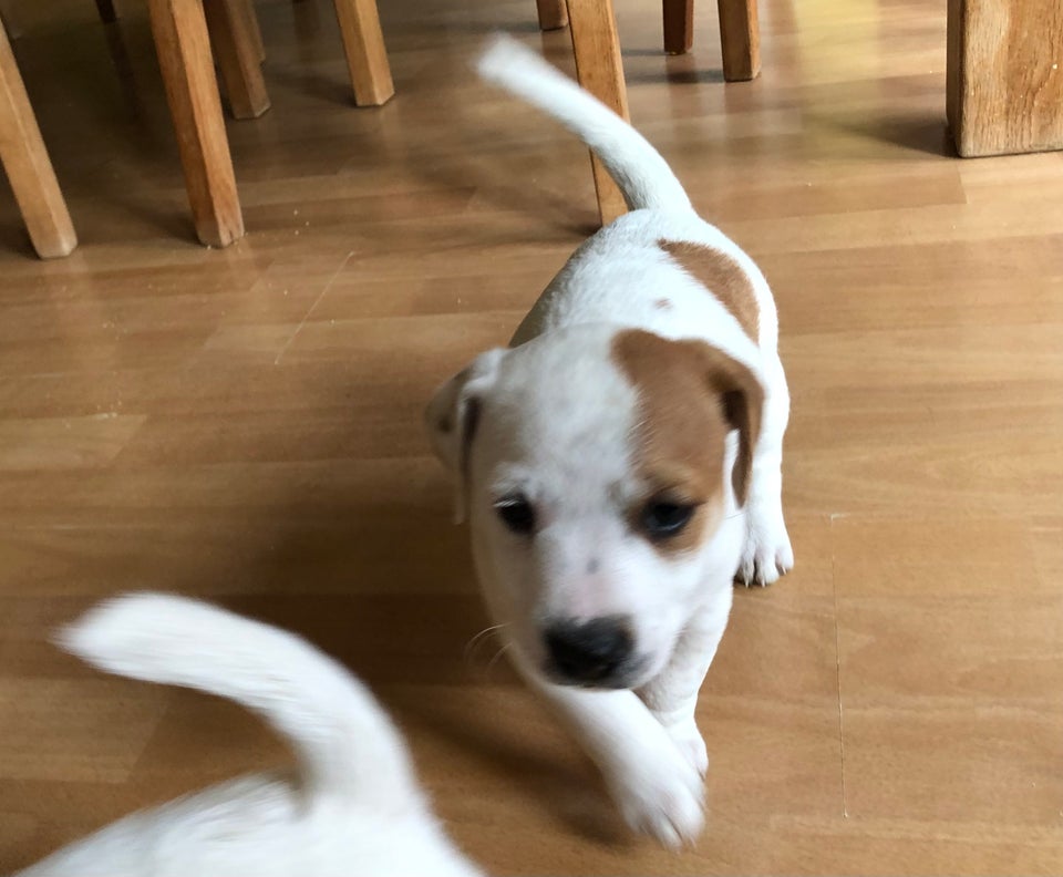 Jack russell terrier flere