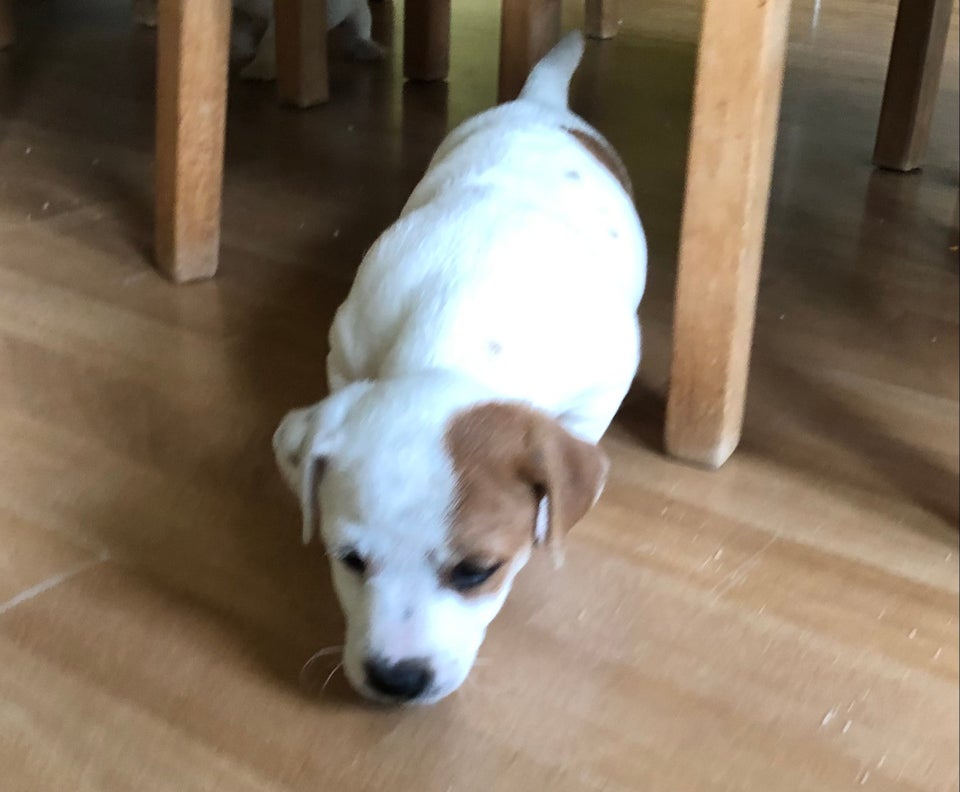 Jack russell terrier flere