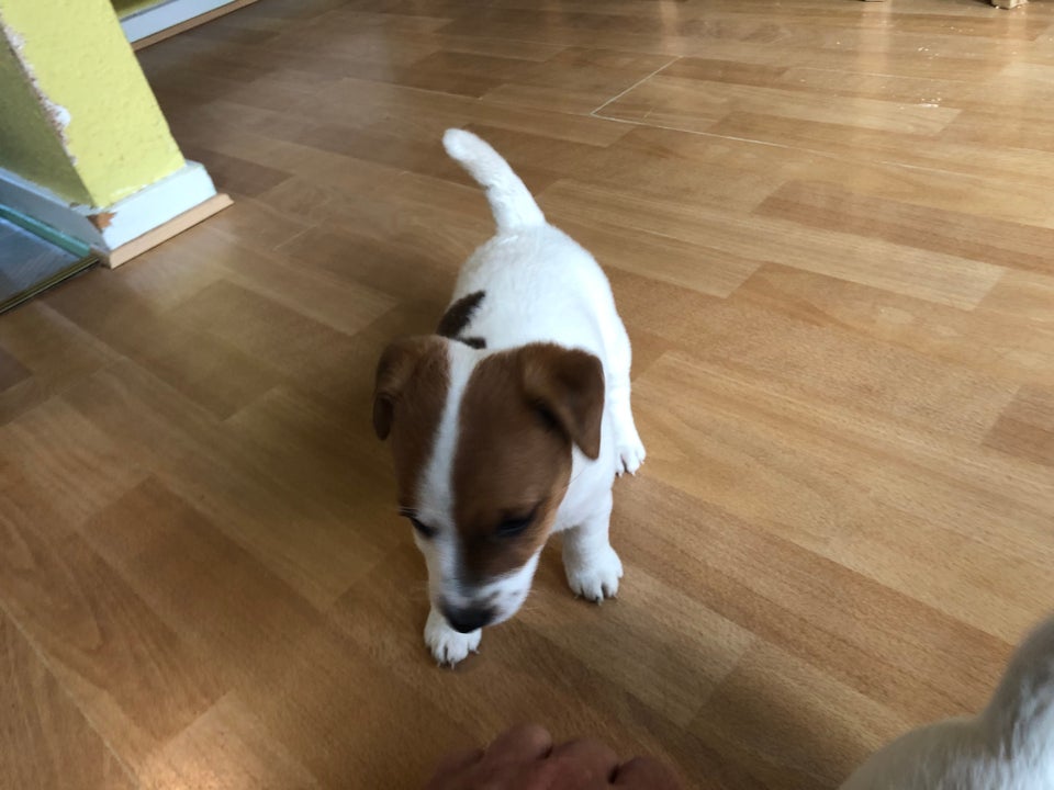 Jack russell terrier flere