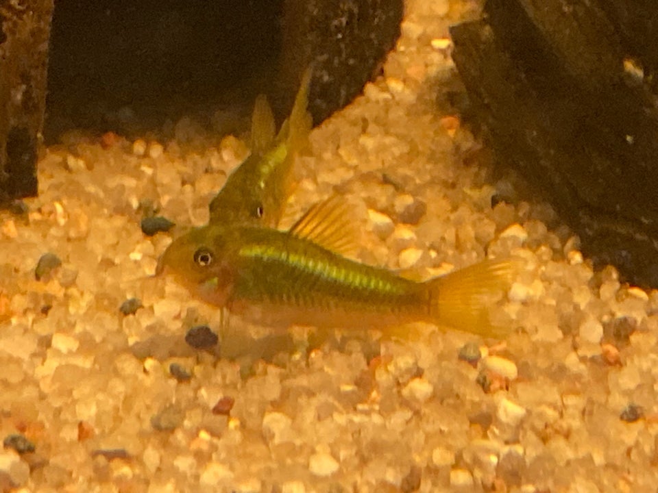 Corydorras Cw09 GREEN STRIP