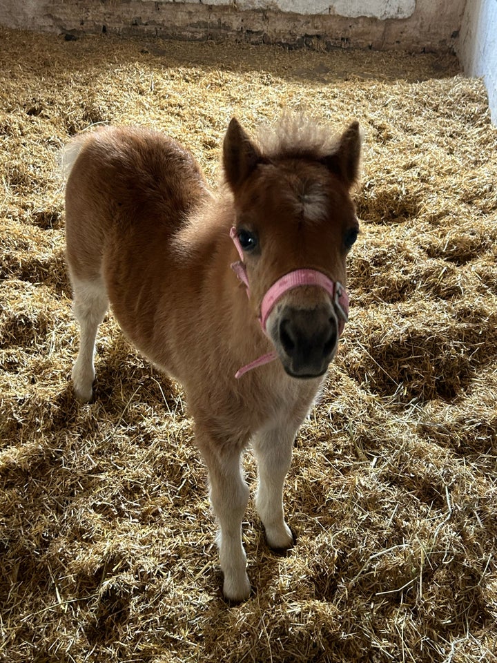 Blanding hoppe 6 år