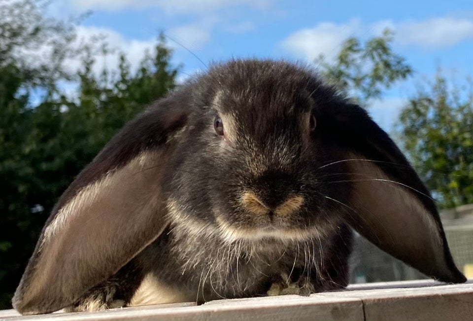 Kanin, FRANSK VÆDDER HAN SORT