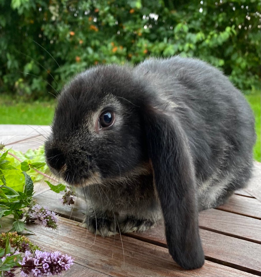 Kanin, FRANSK VÆDDER HAN SORT