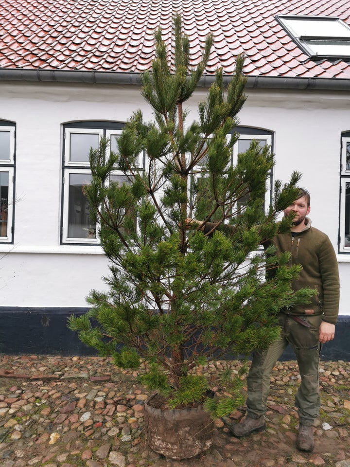 Skovfyr, Pinus sylvestris