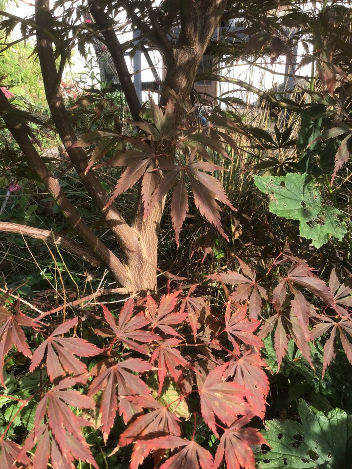 Japansk ahorn, Acer palmatum