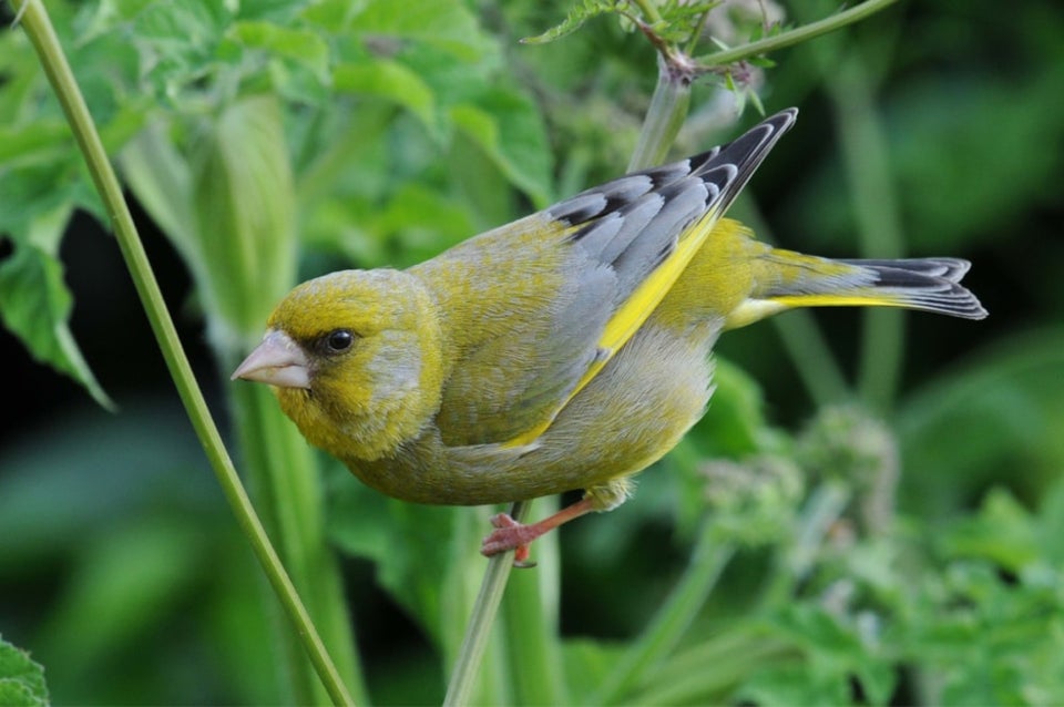 Anden fugl, Greenfinch/Grønirisk