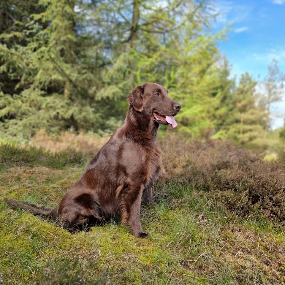 Flatcoated retriever hvalpe 2