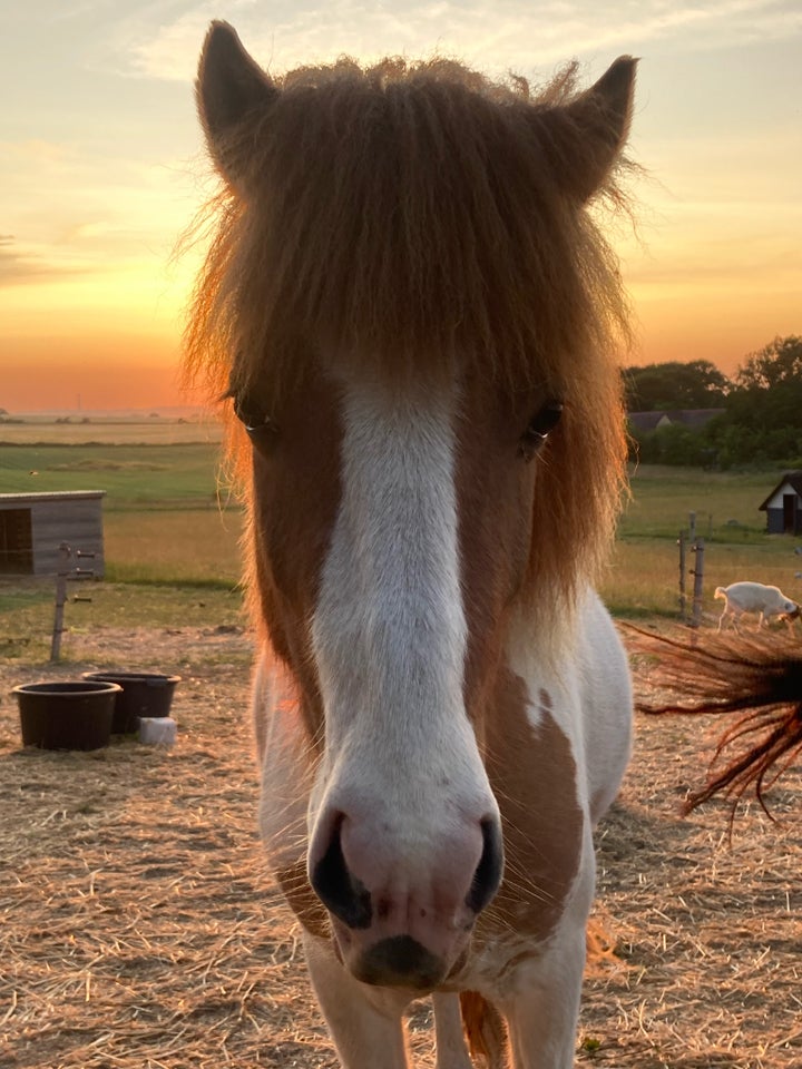 Islænder, vallak, 4 år