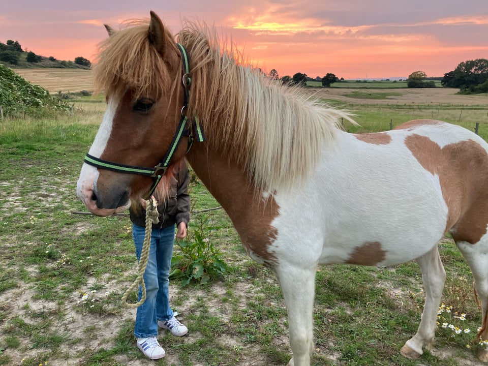 Islænder, vallak, 4 år