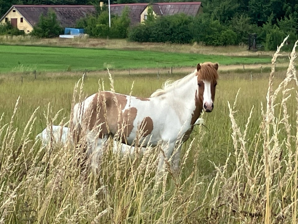 Islænder, vallak, 4 år