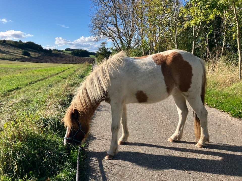 Islænder, vallak, 4 år