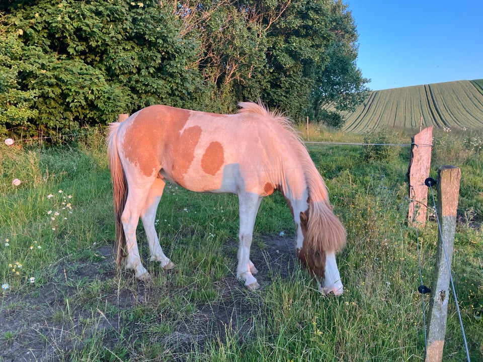 Islænder, vallak, 4 år