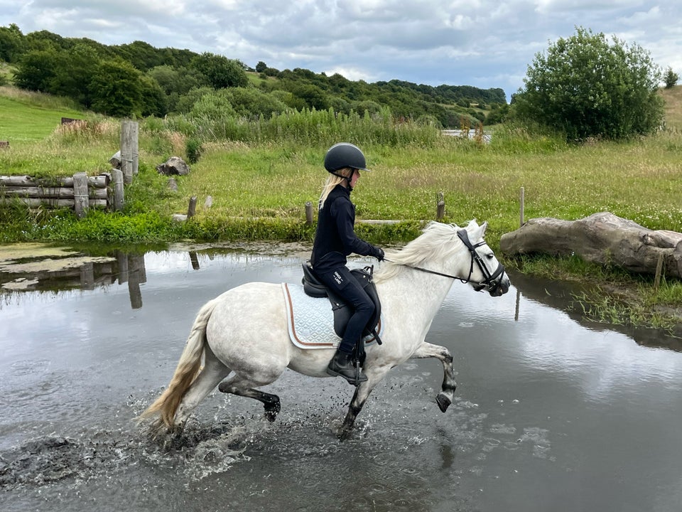 Dartmoor vallak 8 år