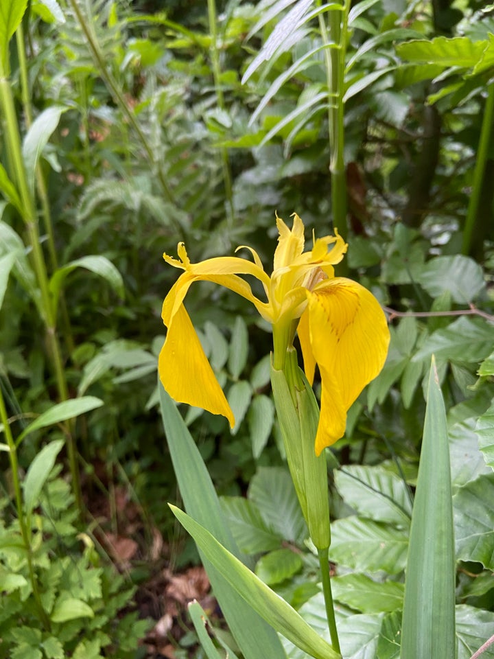 Staude Iris