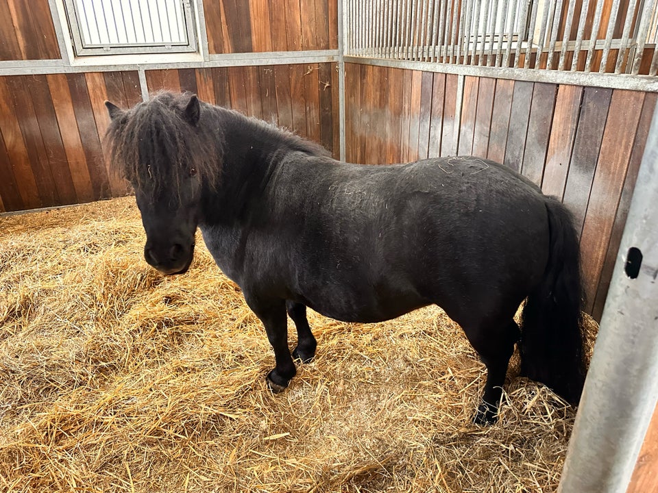 Shetlandspony hoppe 4 år