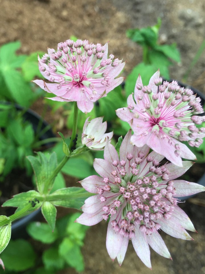 Staude, Astrantia Stjerneskærm