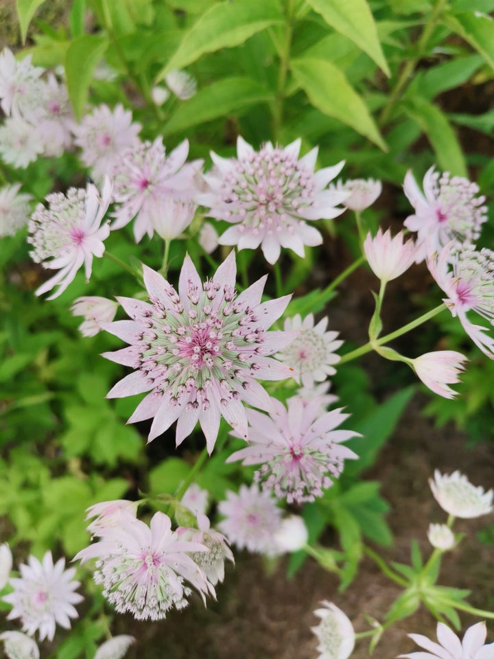 Staude, Astrantia Stjerneskærm