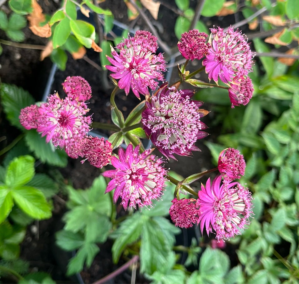 Staude, Astrantia Stjerneskærm