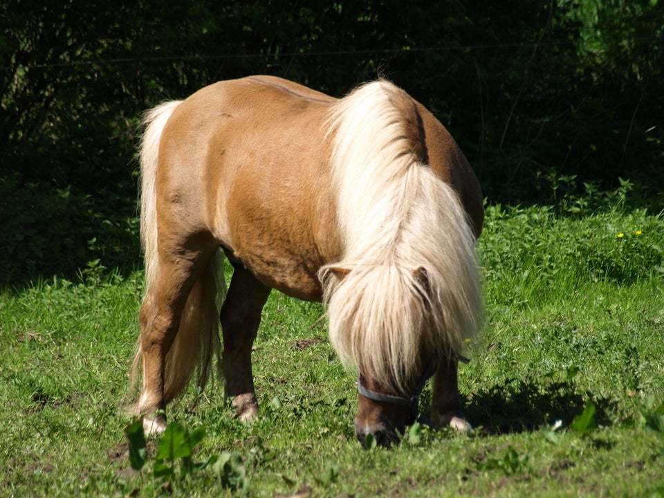 Shetlandspony hingst 12 år