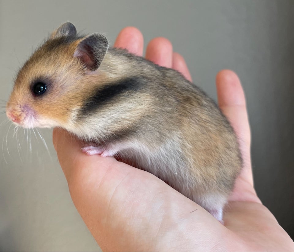 Hamster Guldhamster 0 år