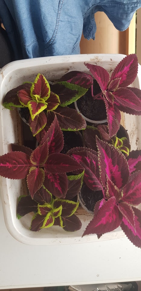 Coleus stueplante Coleus