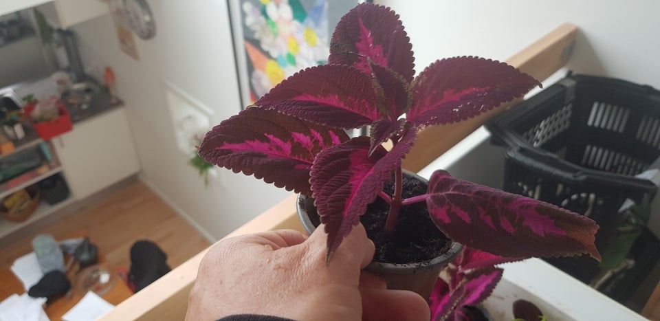 Coleus stueplante Coleus