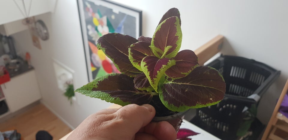 Coleus stueplante Coleus