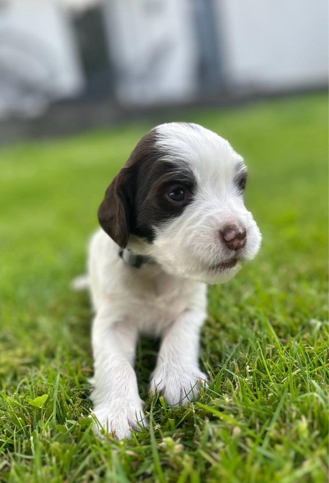 Springer Spaniel FT  hvalpe 3