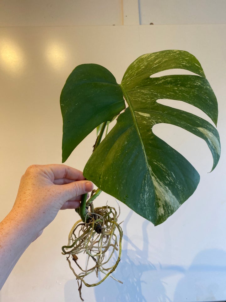 monstera albo variegata , stikling