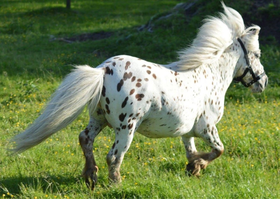 Bedækning tilbydes