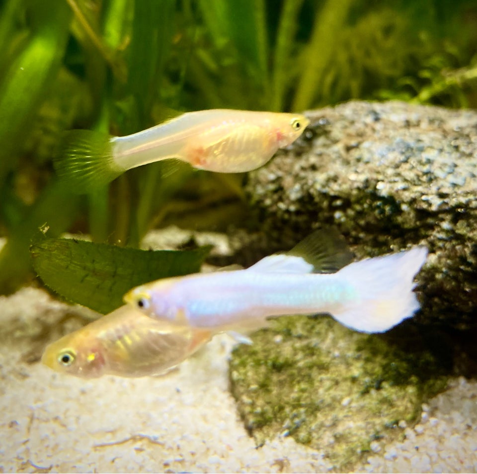 Snow White Guppy, 25+ stk.