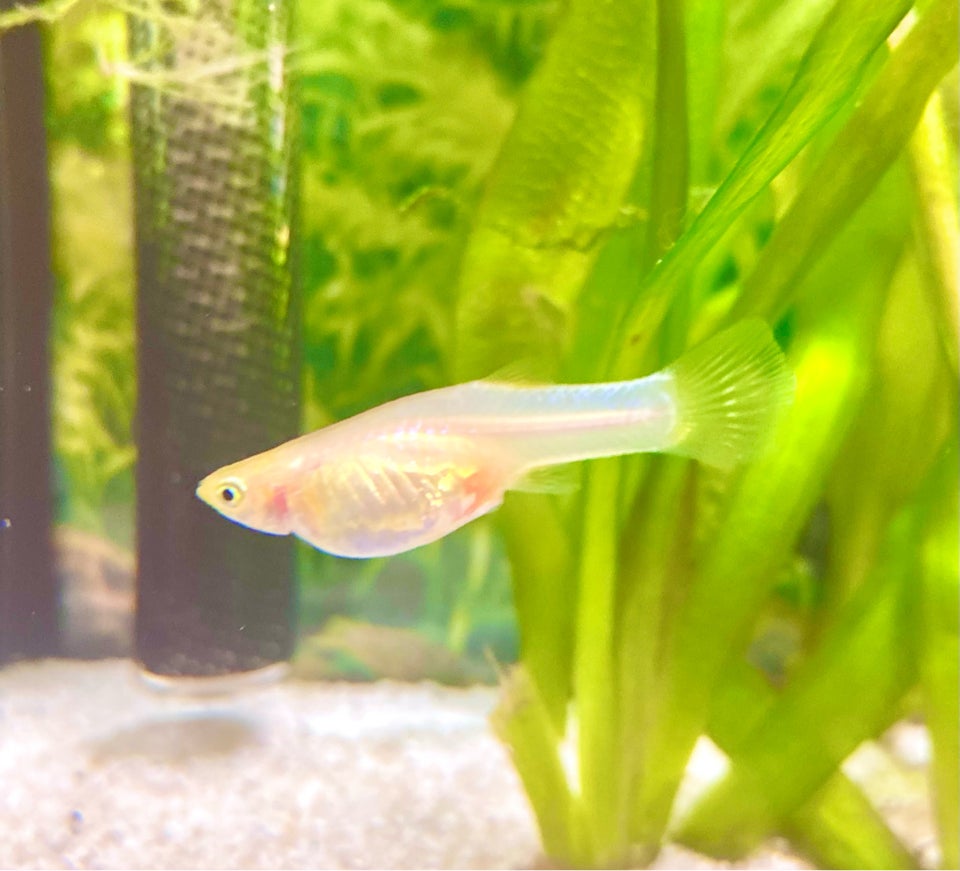 Snow White Guppy, 25+ stk.