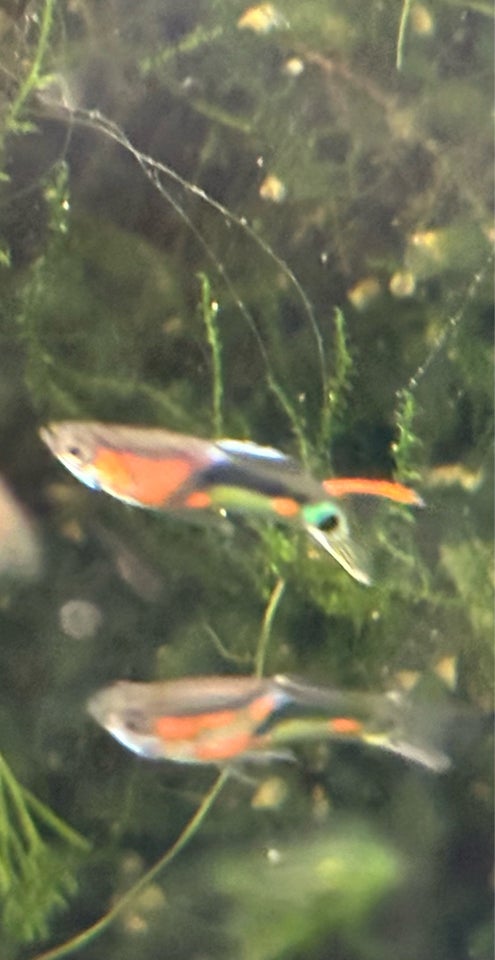 Endler Guppy 20 stk